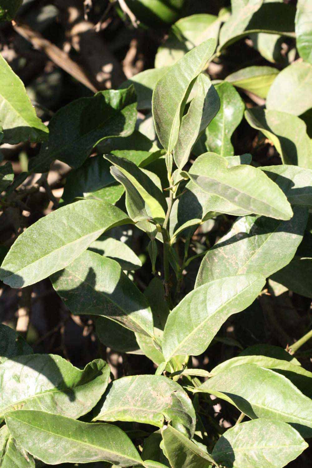              Sun leaves (Riverside, CA)       